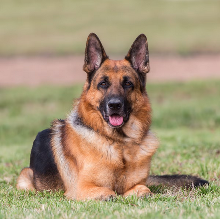 Dog Poop Pickup in West Bloomfield Michigan