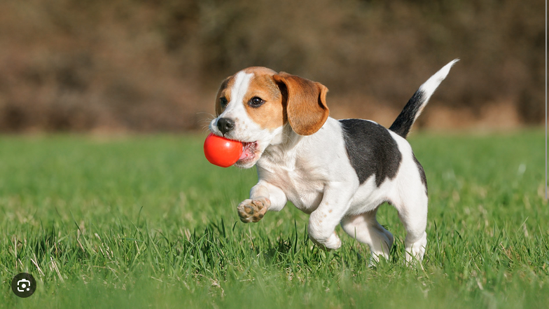 Dog Poop Pickup in West Bloomfield Michigan