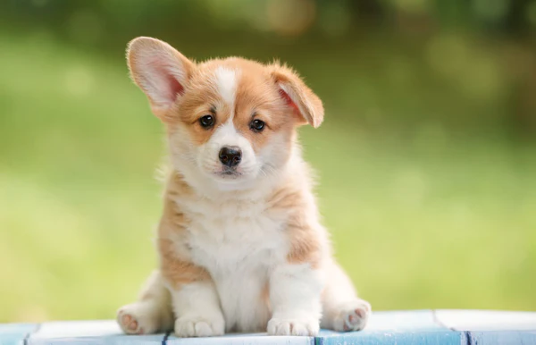 Dog Poop Pickup in West Bloomfield Michigan