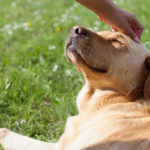 Dog Poop Pickup in West Bloomfield Michigan