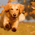 Dog Poop Pickup in West Bloomfield Michigan