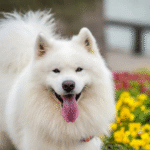 Dog Poop Pickup in West Bloomfield Michigan