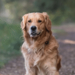Dog Poop Pickup in West Bloomfield Michigan
